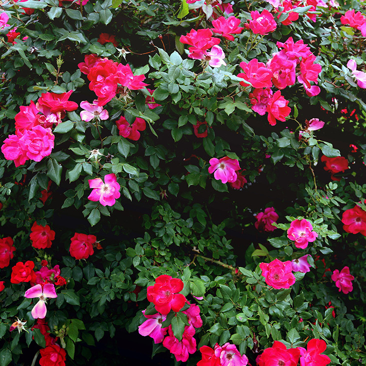 Filming The Humewood Golf Course in Port Elizabeth for Skybok