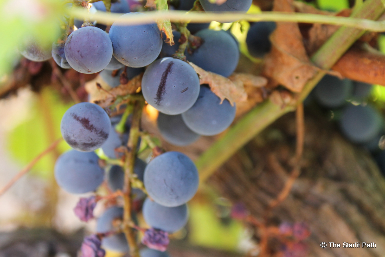 An Afternoon at Francois Pienaar’s MAD Charity Pre-Argus Fundraiser