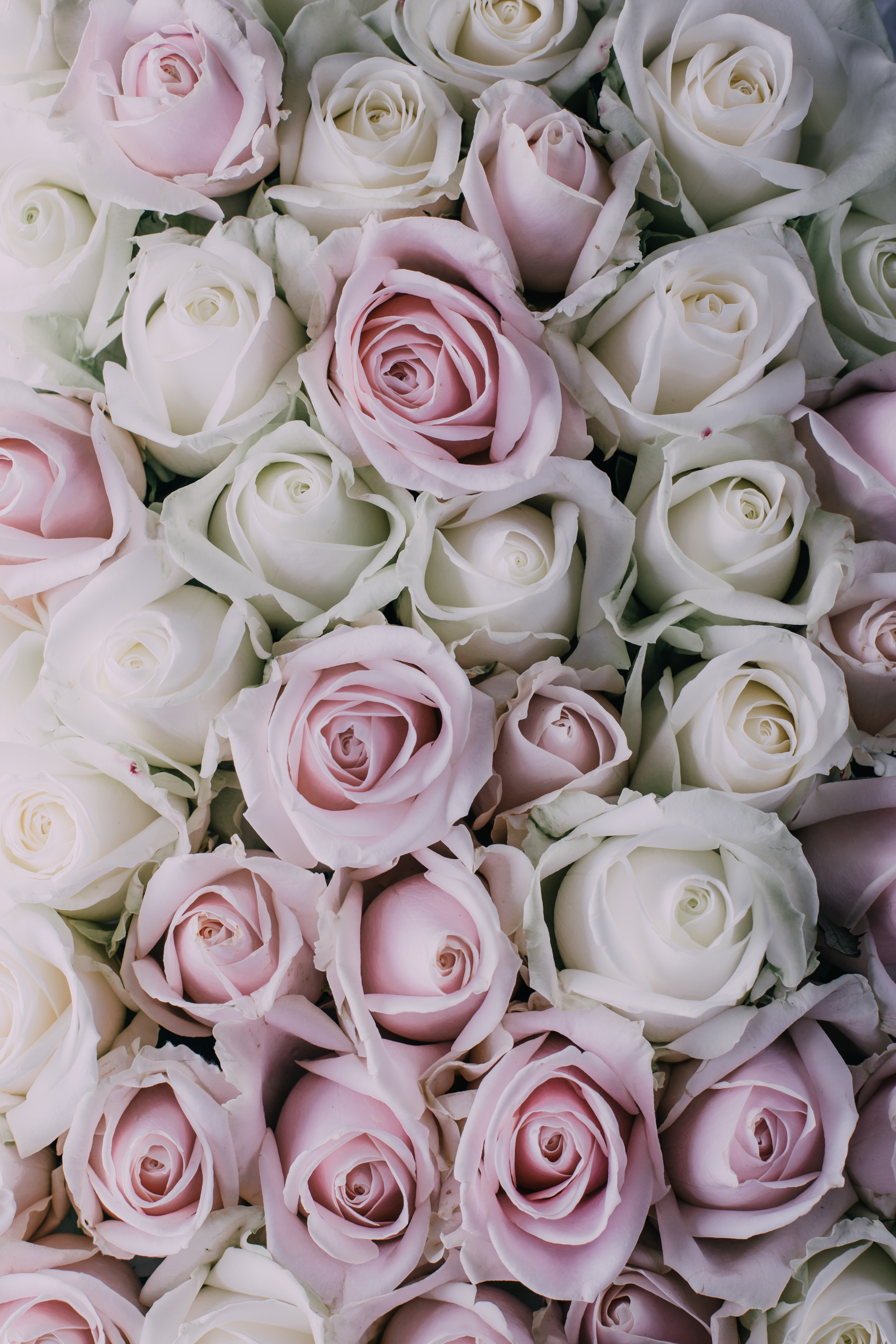 Highlight: Dusk in the South African Winelands