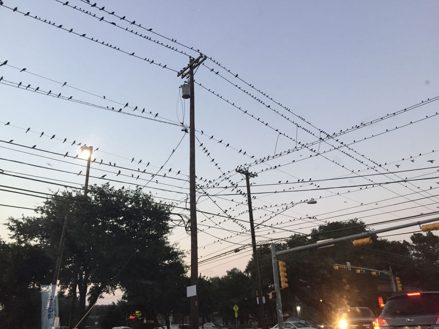 Photo: South Congress Grackles, Austin