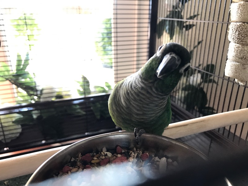 Green Feathers + EDM