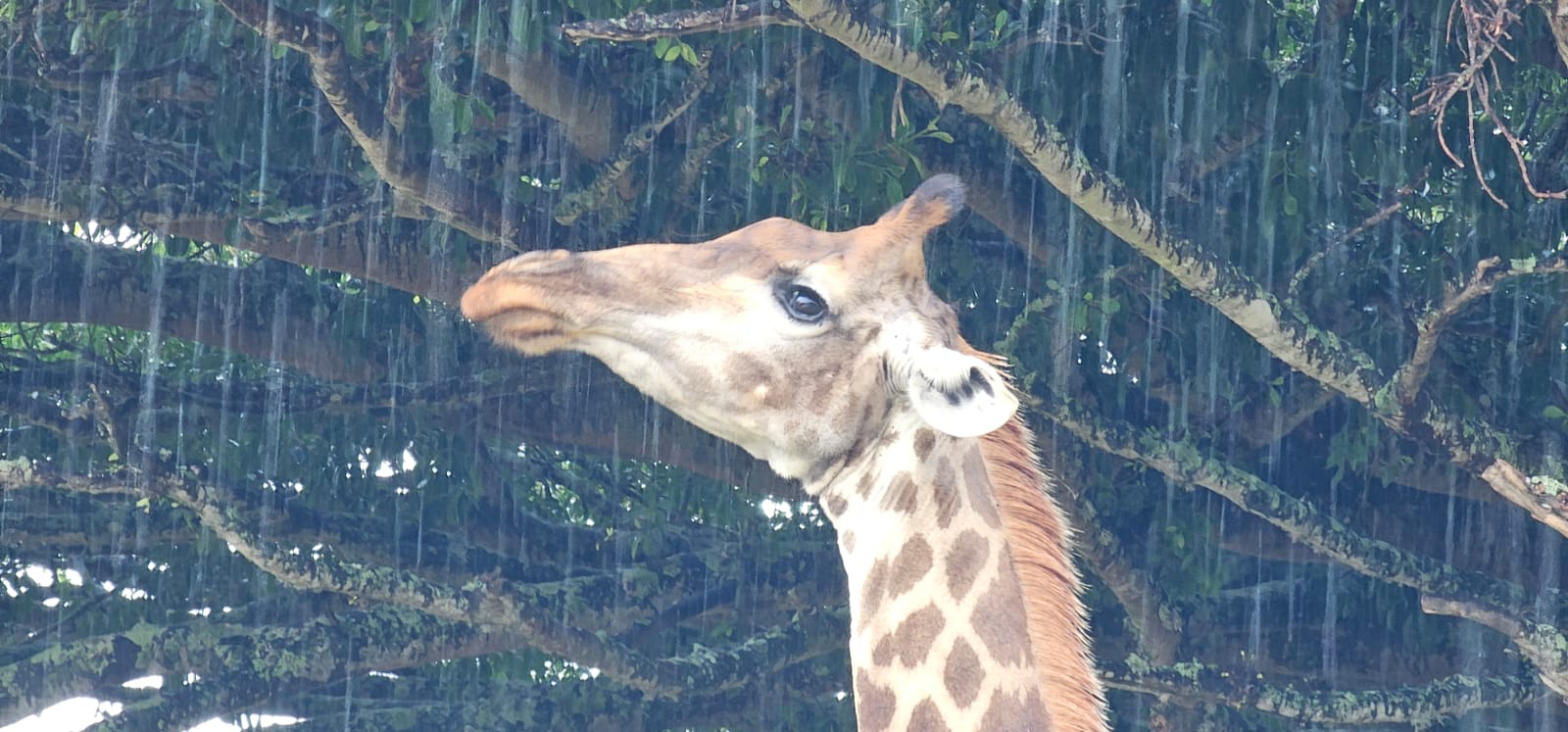 Safari in The Rain