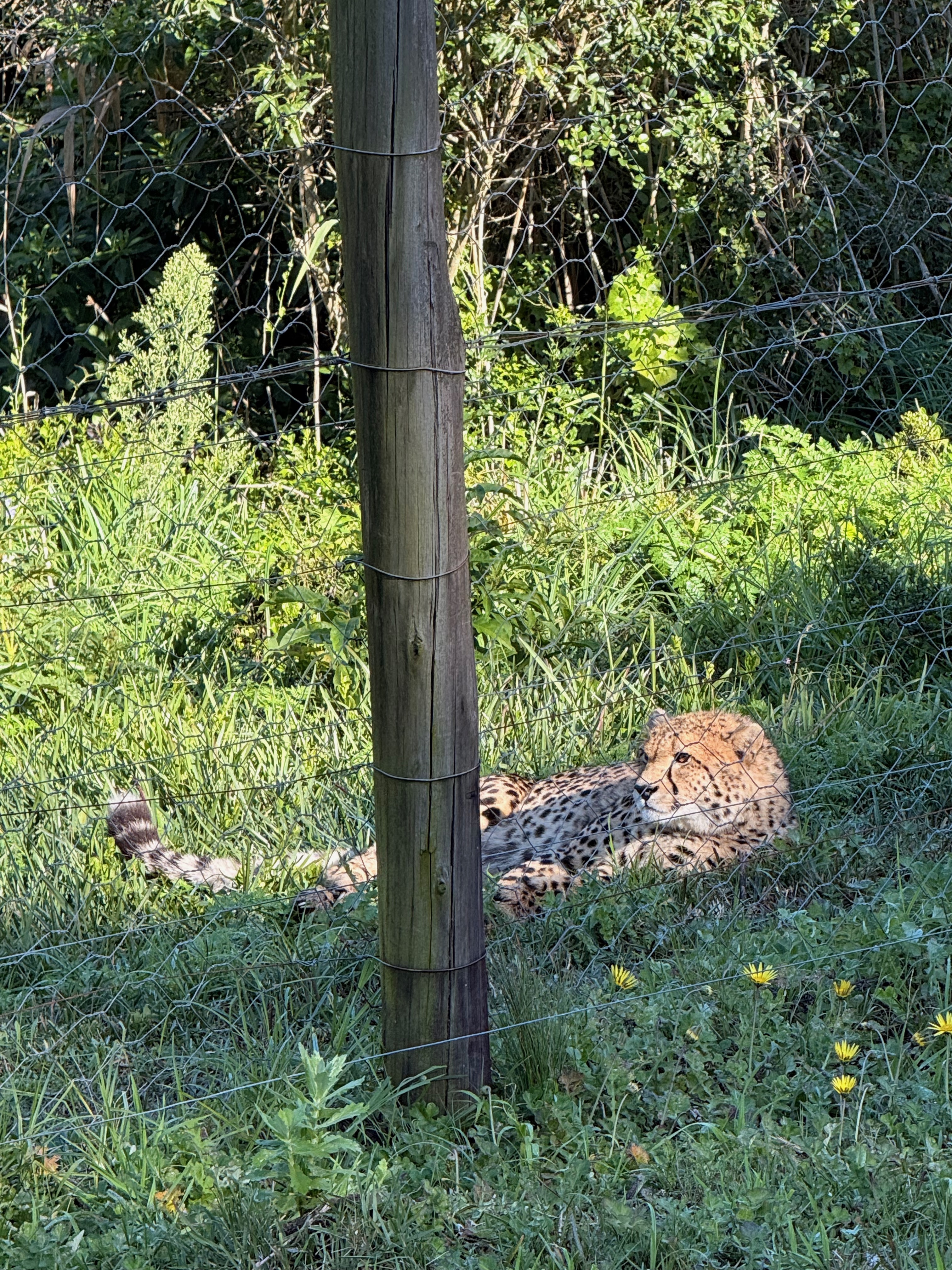 Going Viral For My Cheetah Video
