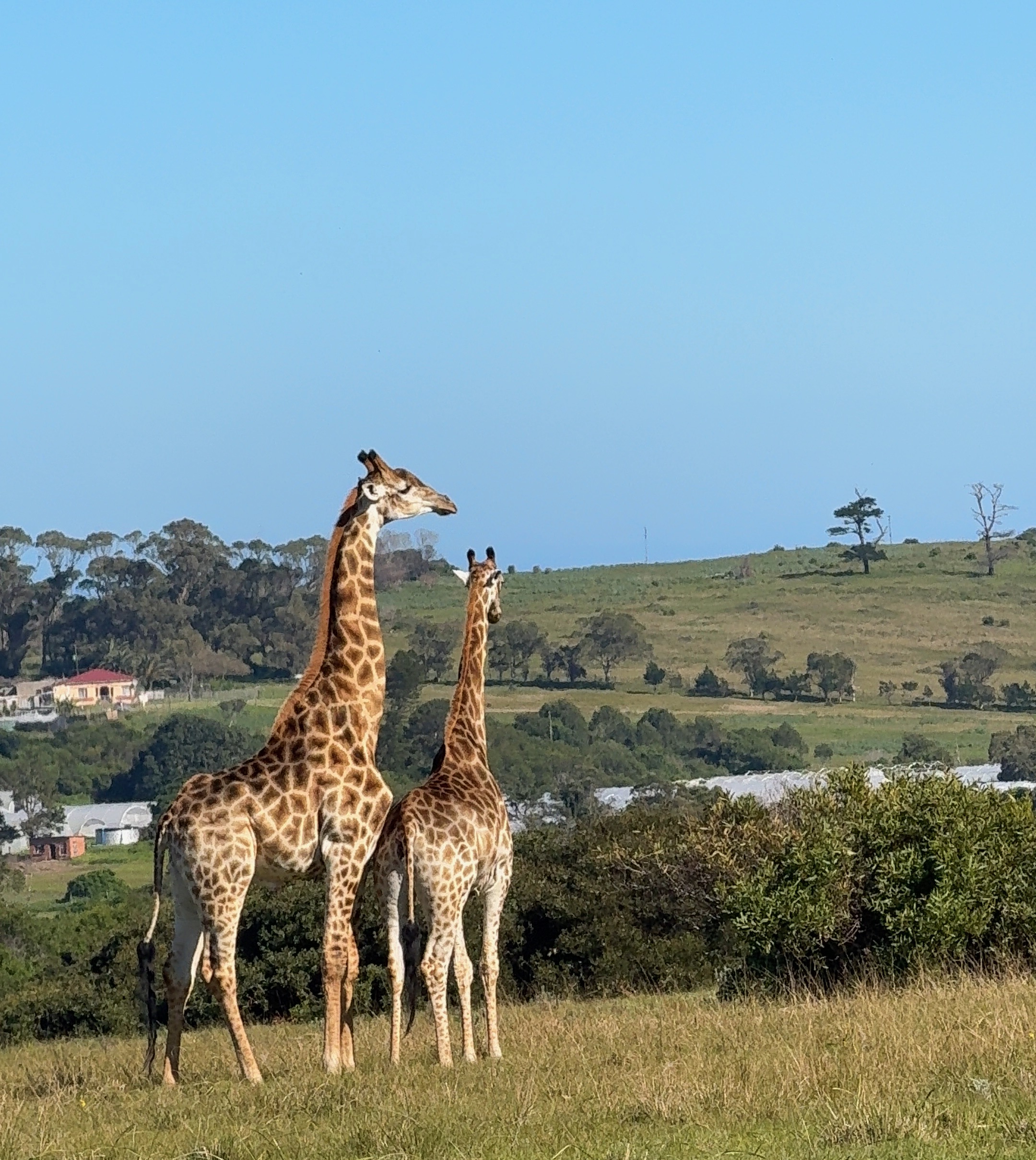 An African Folktale About the Giraffe’s Long Neck